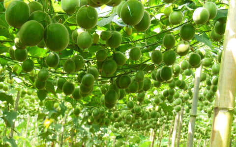 Fresh monk fruit on a leafy climbing vine