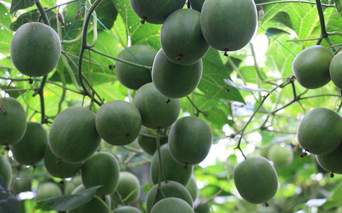Monk fruit juice powder presented beside fresh monk fruit