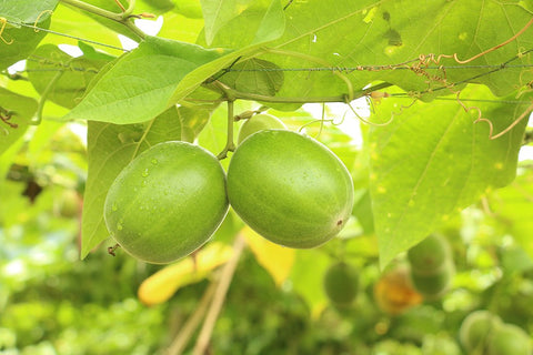 Two fresh green monk fruits hanging beneath broad leaves