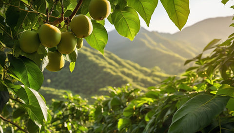 Monk fruit orchard at golden hour — where SweetMonkFruit begins
