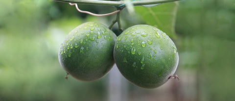 Two fresh green monk fruits growing on the vine