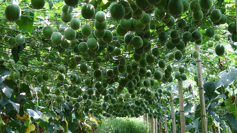 A dense monk fruit canopy growing across a farm trellis